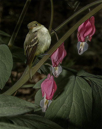 Bird Alight