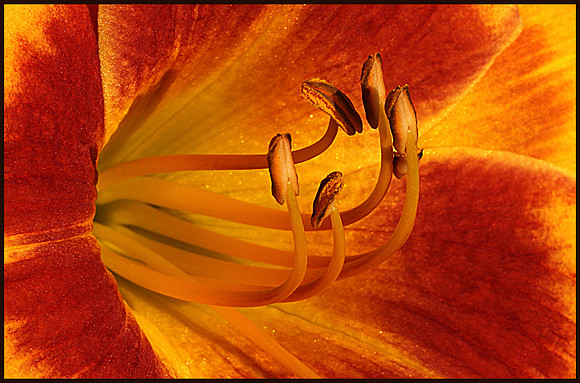 Daylilly Stamens