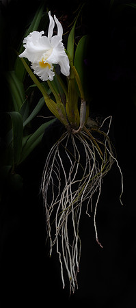Orchid Escape