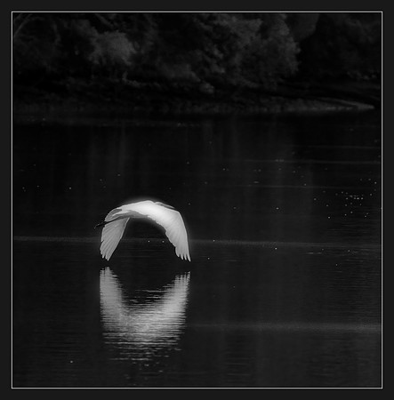 Dream of the Egret