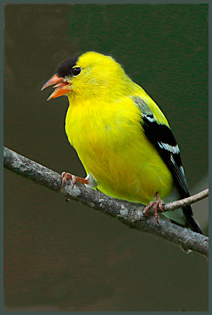 Goldfinch feeding