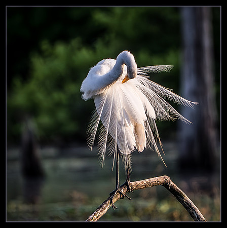 Feathers of Desire