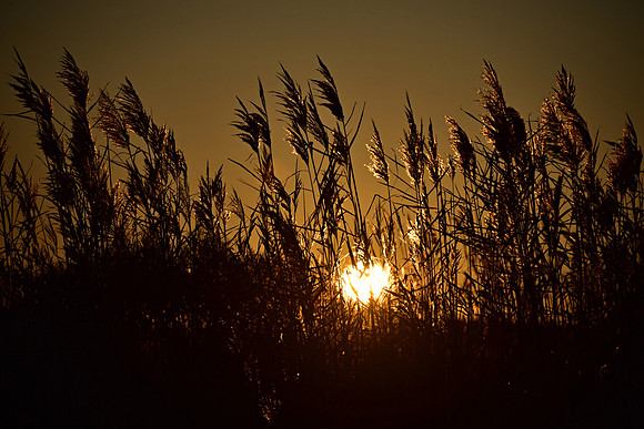 Glowing Grasses