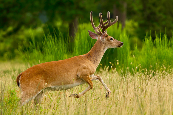 Buck in Velvet