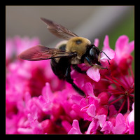Bee Buffet