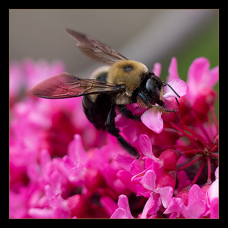 Bee Buffet