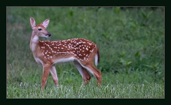 Fawn on Alert - HM