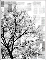 Birds and Tree