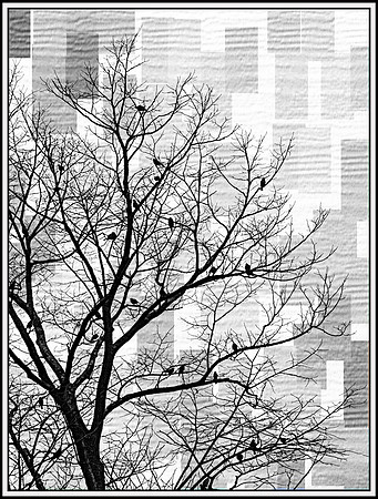 Birds and Tree