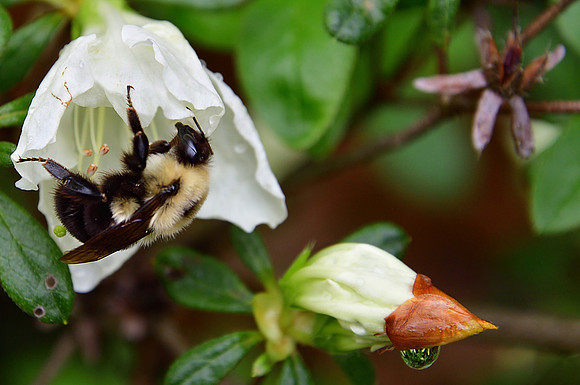 Bee and Raindrop