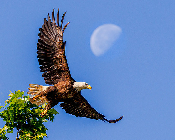 Eagle with Morning Moon - 2nd