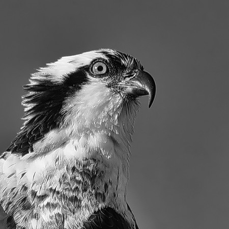 Eye on the Prize