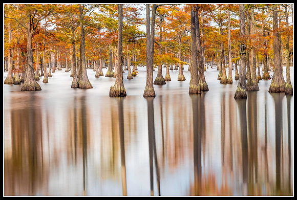 Cypress Tress in Fall_