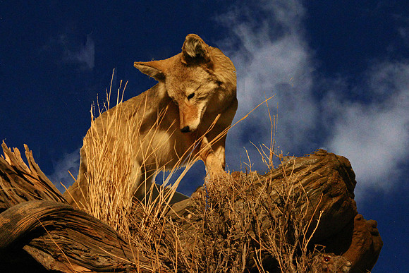 Looking for Food
