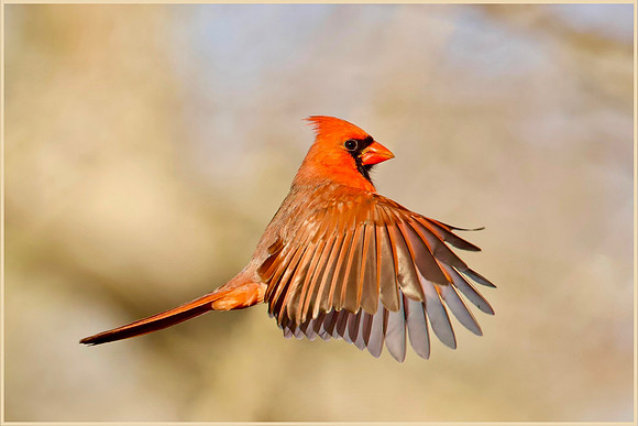 Cardinal's Full Stop - HM
