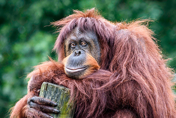 Portrait of an Orangutan
