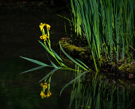 Reflection