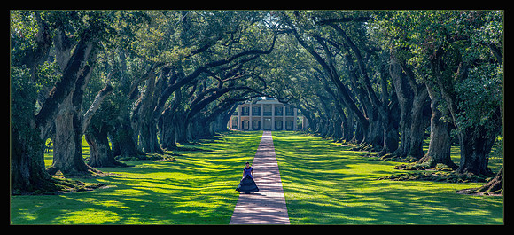 Oak Alley Canopy - HM