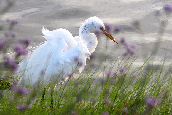 Tranquility