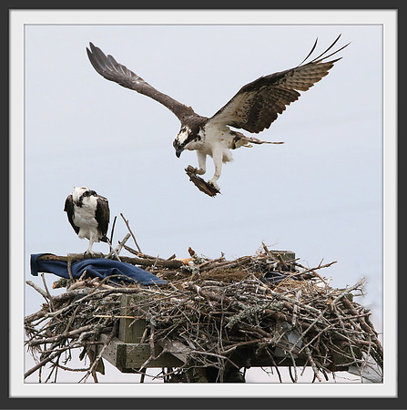Osprey Nesting