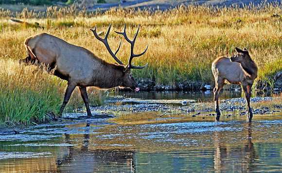 Elk Pursuit