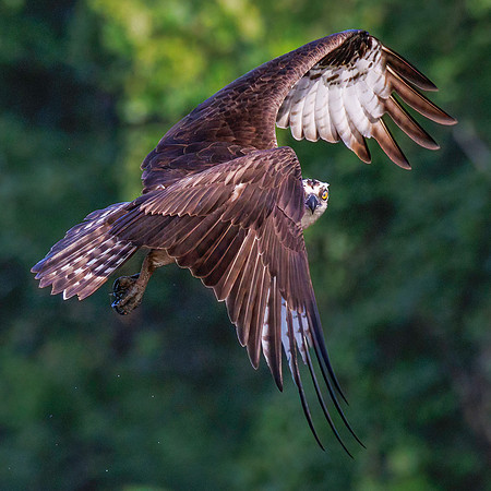 Osprey Peek a Boo - 1st