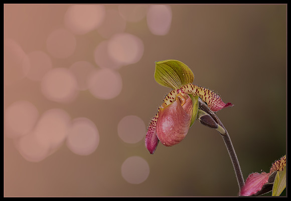 Slipper Orchid