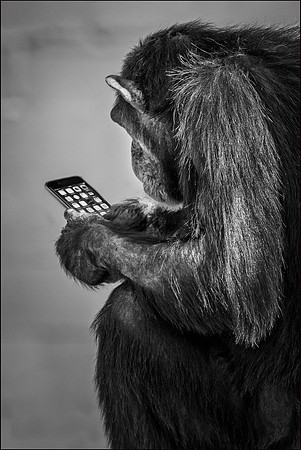 monkey business