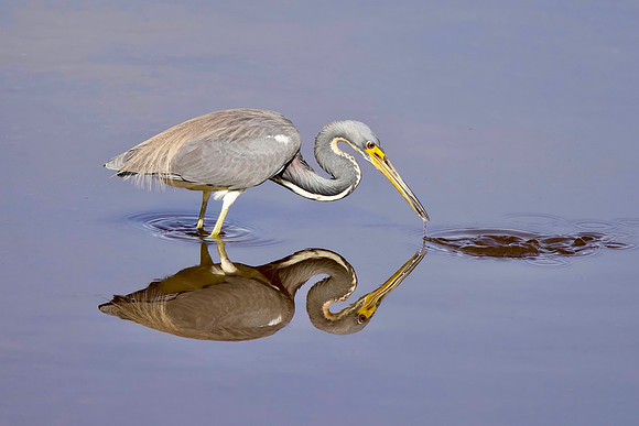 Heron's Teeny Tadpole - HM