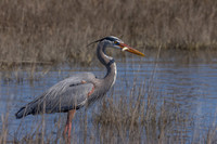 Great Blue Fishin