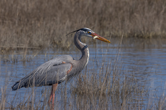Great Blue Fishin