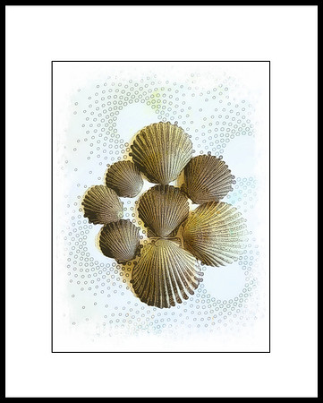 Shells