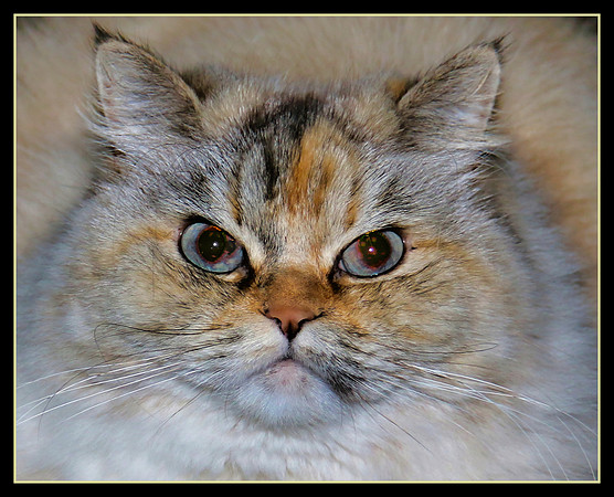 Disgruntled