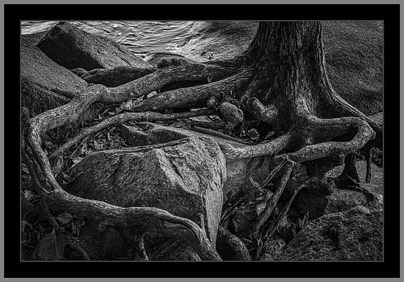 Entwined