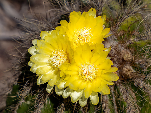 Flowering Cactus