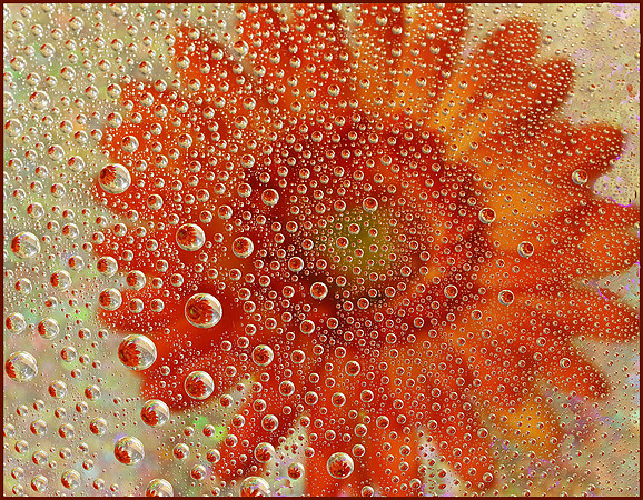 Floral Bubbles - 1st