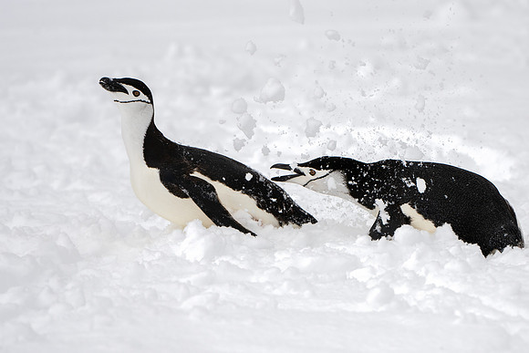 Playing in the Snow - HM