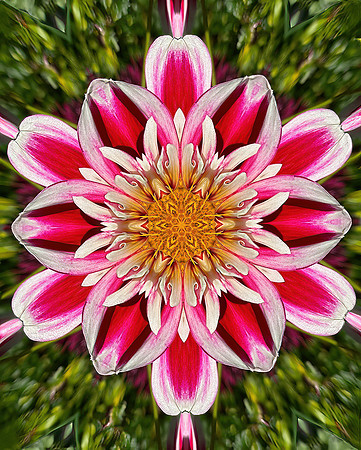 Dahlia Kalidiascope - 1st