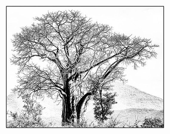 Baobab Tree