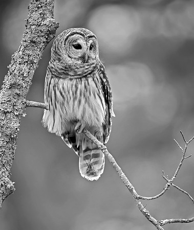 Watchful Gaze