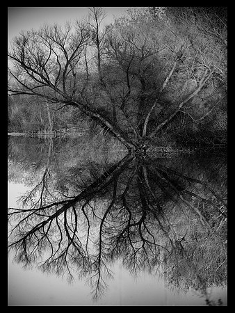 The Tree of Life