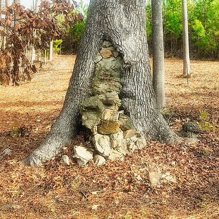 When your tree surgeon is a mason