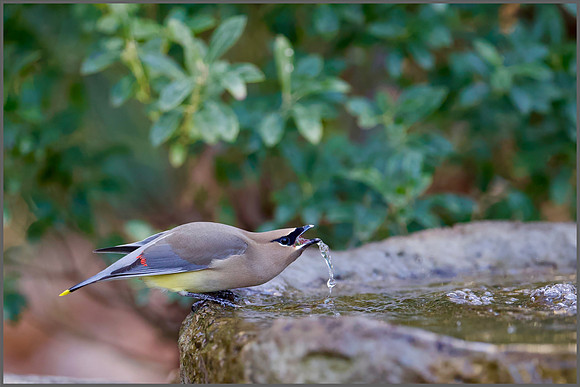 Waxwing's Water Hole