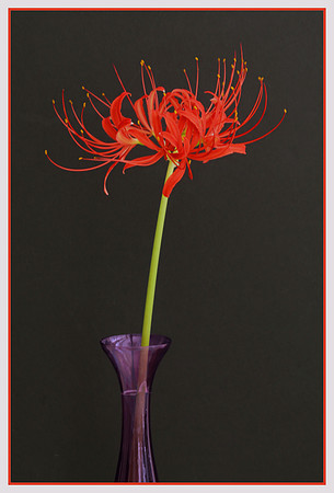 Red Spider